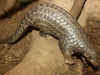 Animal protection bodies call for strict measures to stop pangolin poaching