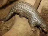 Animal protection bodies call for strict measures to stop pangolin poaching