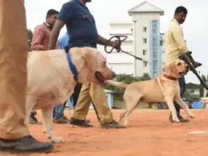 CISF dogs