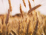 With sops promised, wheat acreage to rise despite poor rains