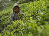 India's October tea output drops 3.7%