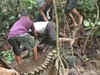 Great snakes! Indonesians wrestle with giant python