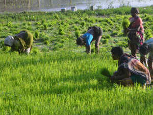 Farming-BCCL