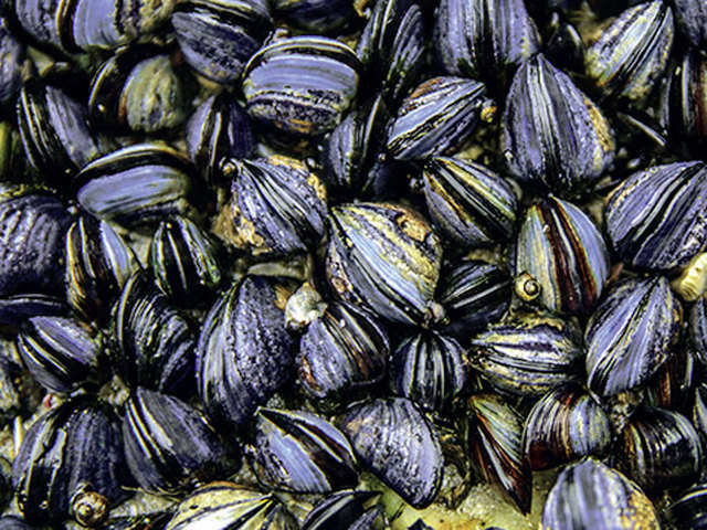 Blue mussle shells
