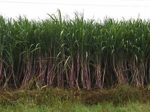 Sugarcane-bccl