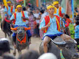 Water buffalo race