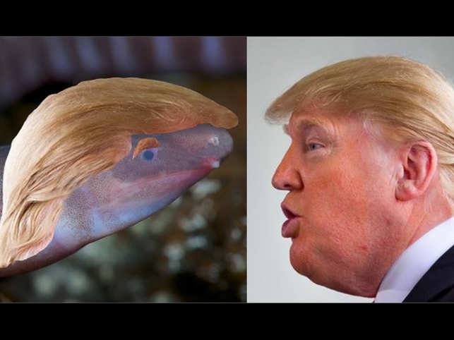 Image result for Newly discovered Amphibian 'Dermophis donaldtrumpi' named after US President Trump