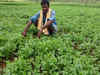 Bullish outlook for coriander as sowing acreage falls