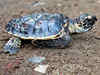 Global warming causing 'feminisation' of turtles: Study