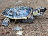 Global warming causing 'feminisation' of turtles: Study