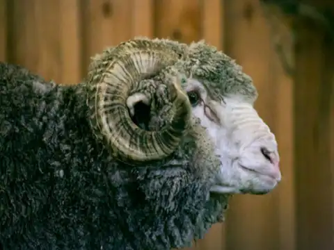 Warm as wool