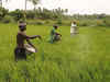 Loan waivers: No silver lining for farm sector