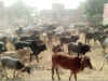 Protesting Aligarh farmers lock up stray cattle in schools, hospitals