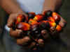 India cuts duty on refined, crude palm oil from Asean