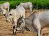 UP government to impose '0.5% COW CESS' for welfare of cows