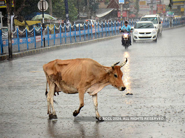 No shelter for stray cows