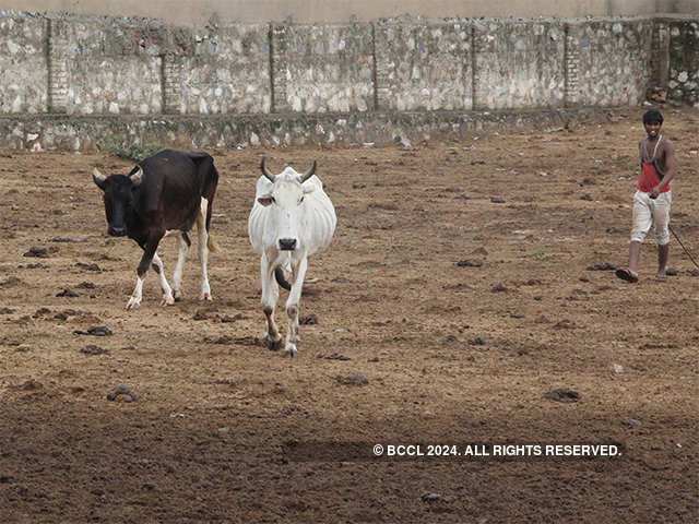 Cow vigilantism has been a curse - Why cows are taking over our farms,  classrooms | The Economic Times