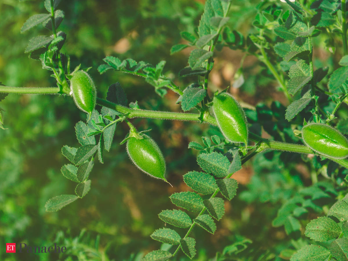 Green Chickpeas Going Green This Winter Why You Must Include Green Chickpeas In Your Diet The Economic Times