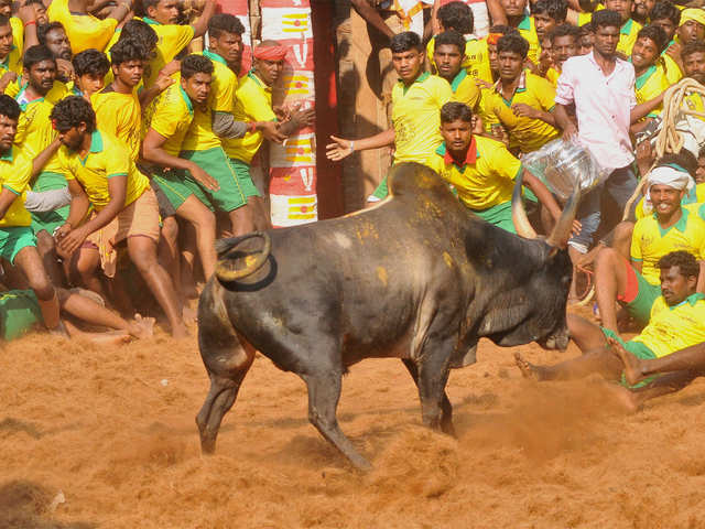 What is Jallikattu?