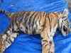 429 tigers killed by poachers since 2008, reveals RTI reply