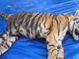 429 tigers killed by poachers since 2008, reveals RTI reply