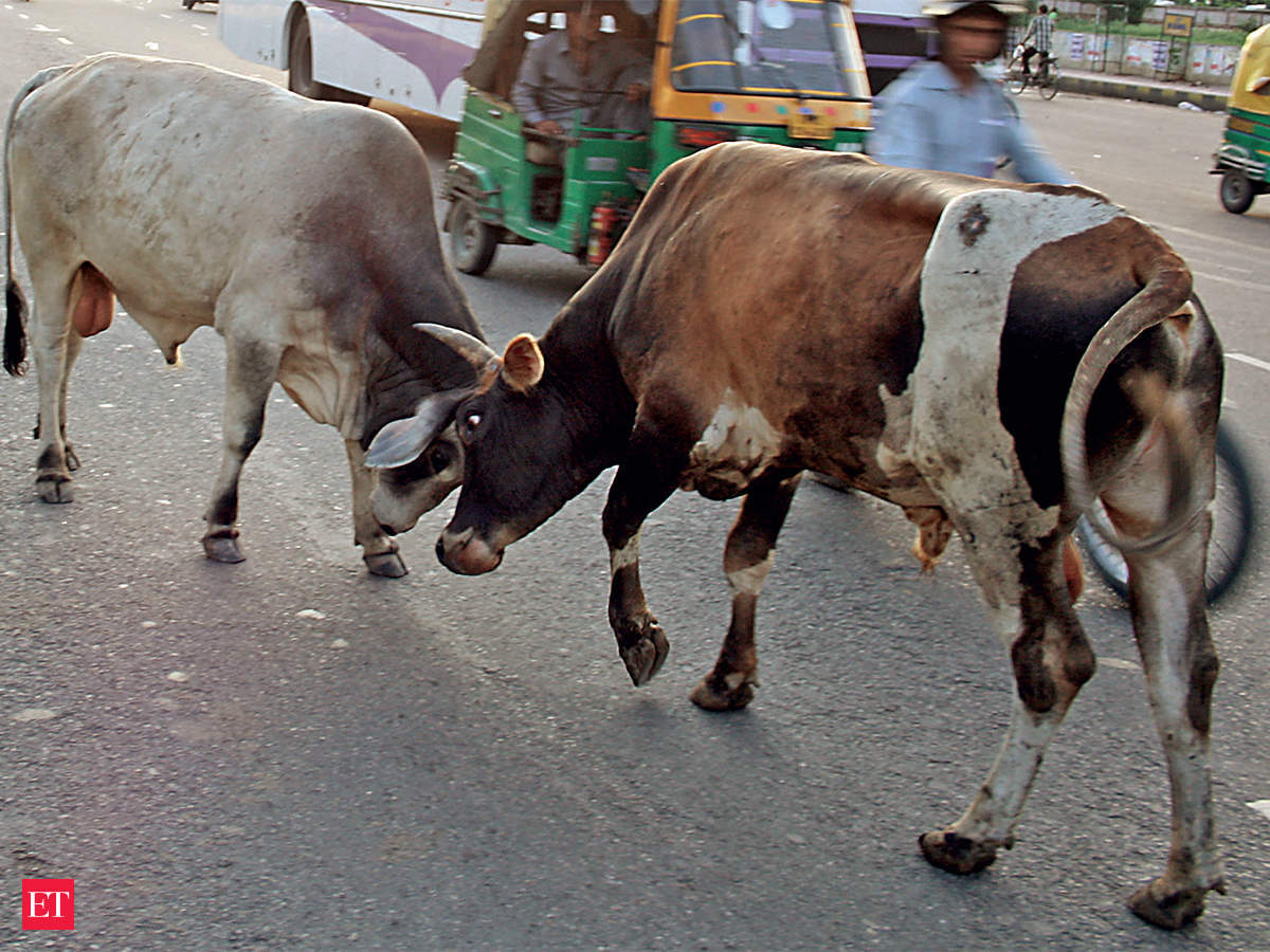 What Made Rural India Abandon Its Cattle In Droves The Economic Times