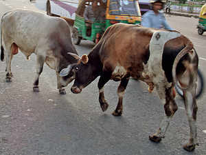 cattle-BCCL