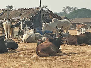 cattle-bccl2