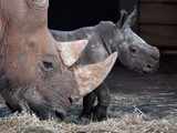 Hand-raised rhinos translocated to Manas National Park from Kaziranga