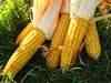 Maize exports may cross 30-40 lakh tonnes this year