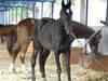 ET exclusive: Passport must for stallions