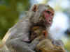 No monkey business: Slingshots won’t work on simians