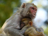 Monkey menace in Vrindaban - The Economic Times