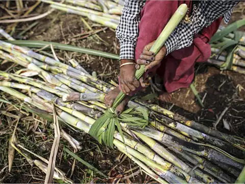 Sugar factories' defaults