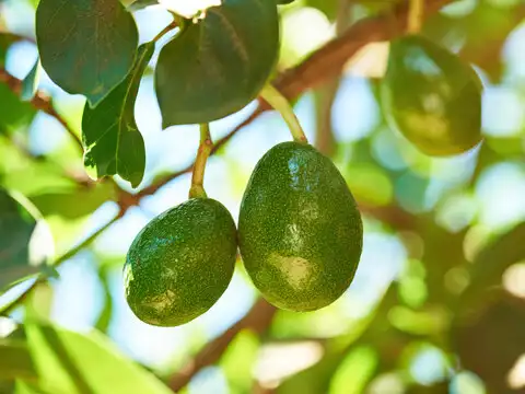 ​Quick Greens