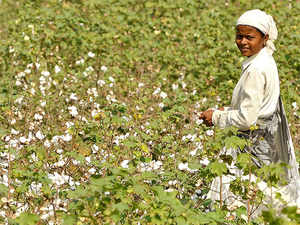cotton-farming.-bccl