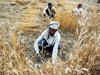 Budget 2019: Income support for farmers a progressive step, but not enough to mitigate stress