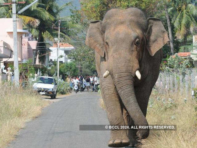 Chinna Thambi: A wild elephant searching for his family - Dear Chinna