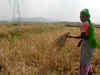 Rajasthan to roll out farm loan waiver tomorrow