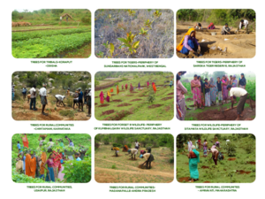 Companies and individuals together planted over 3.5 million trees!