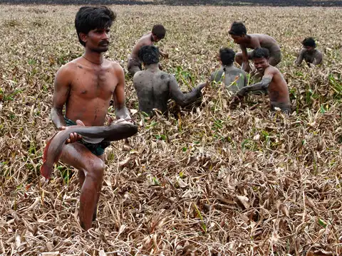 Threat to indigenous varieties