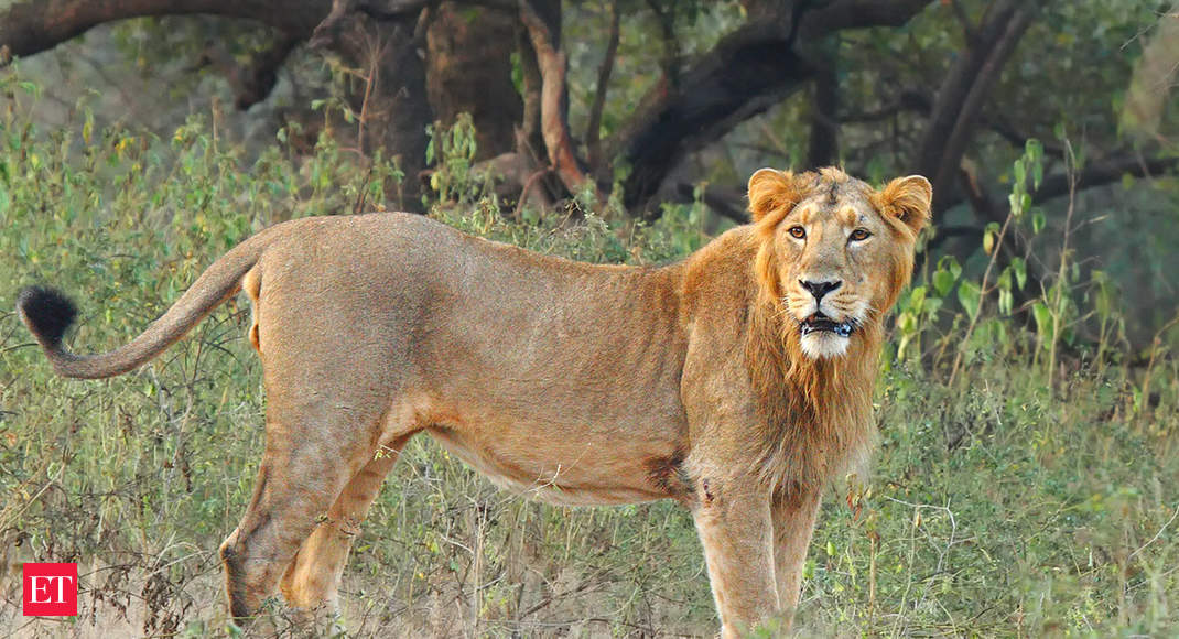 Asiatic Lion conservation: Centre allocates Rs 59 crore ...