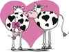 Cows get Tinder app as breeders seek 'moo love' for herds
