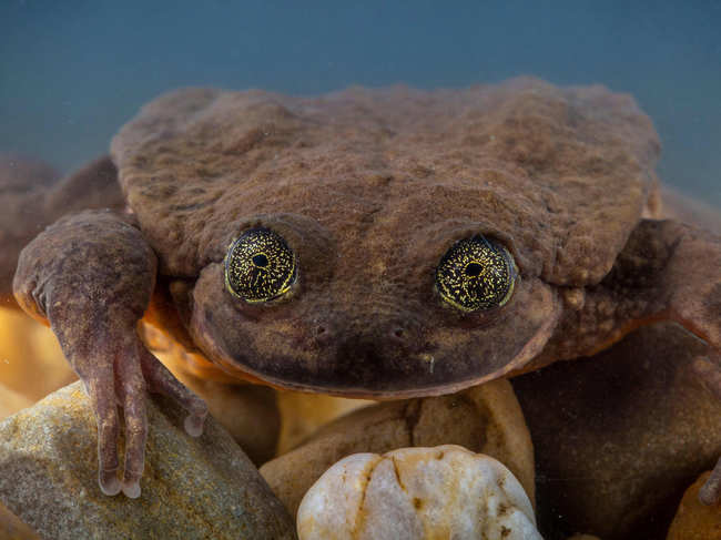 Sehuencas water frog named Juliet  from the forests of Bolivia