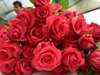Colder winter helps increase Valentine's Day rose exports from Pune, Bangalore