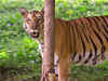 Climate change could wipe out Bengal tigers in 50 years