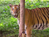 Climate change could wipe out Bengal tigers in 50 years