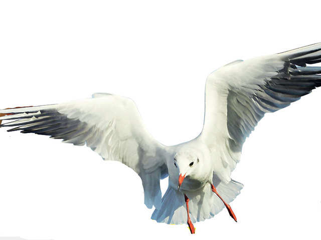 Seagull attack