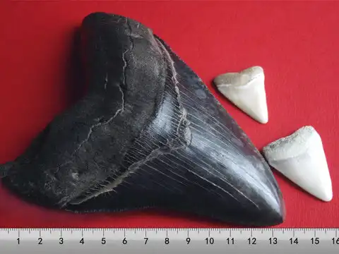 Fossils misidentified