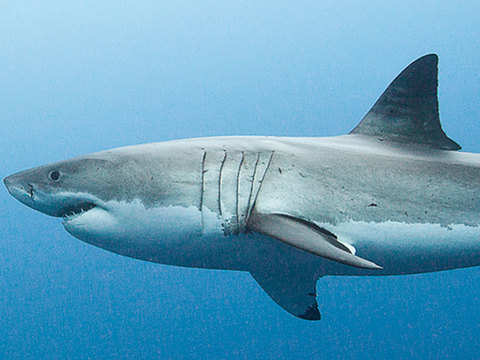Great White Sharks May Be The Reason Why Giant Megalodon Shark Is Extinct